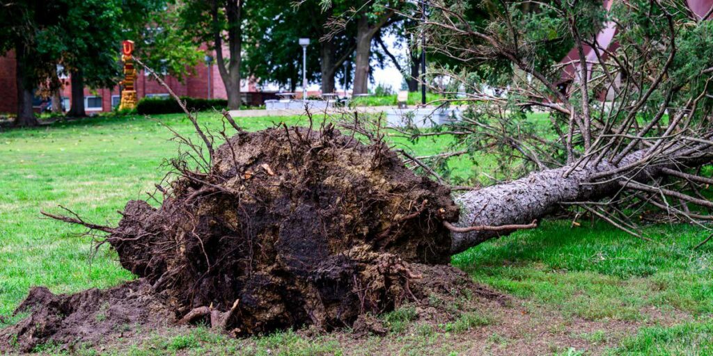 Photo of a red cedar ripped out by its roots