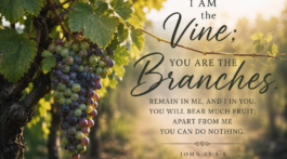 A cluster of ripening grapes hanging from a healthy vine in a sunlit vineyard, illuminated by warm golden light, with the words “I Am the Vine; You Are the Branches” from John 15:5–8 displayed beside them.